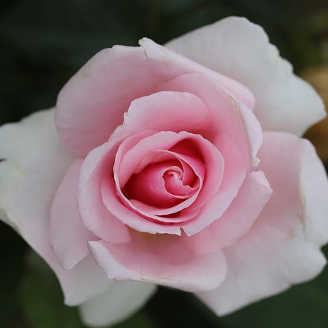 Soft pink rose bloom with light cream petals and layered rosette center