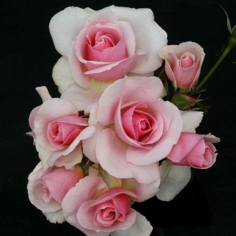 Cluster of soft pink rose blooms with creamy outer petals and small buds