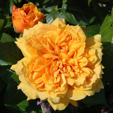 Close-up of a large orange-yellow rose bloom with layered ruffled petals