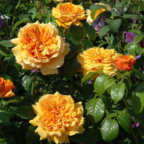 Cluster of orange and yellow roses growing on green leafy stems