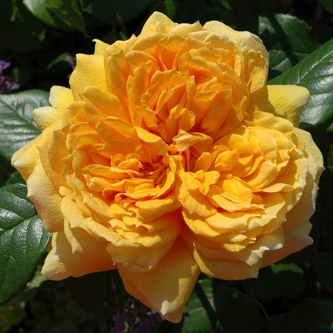 Large yellow-orange rose bloom with tightly layered, ruffled petals