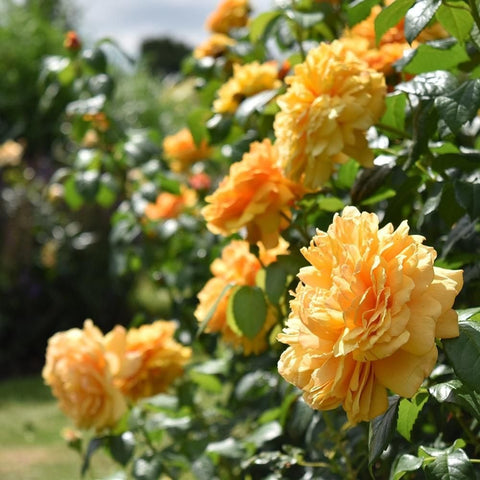 Orange and pale yellow rose flowers on leafy branches