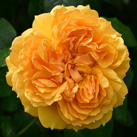 Single yellow rose bloom with orange center and layered petals