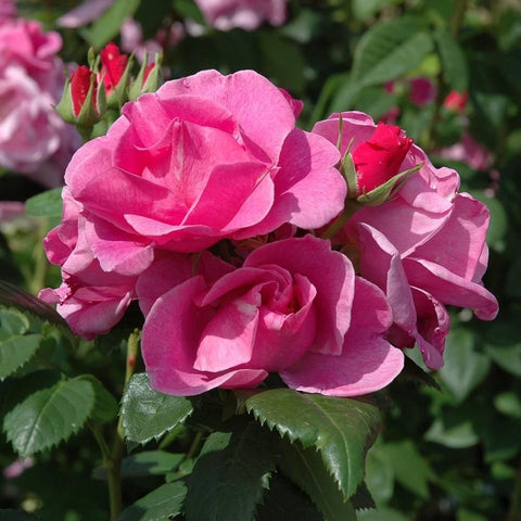 Cluster of pink double rose flowers with buds and green foliage