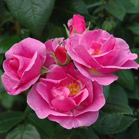 Pink rose blossoms with layered petals on green leaves