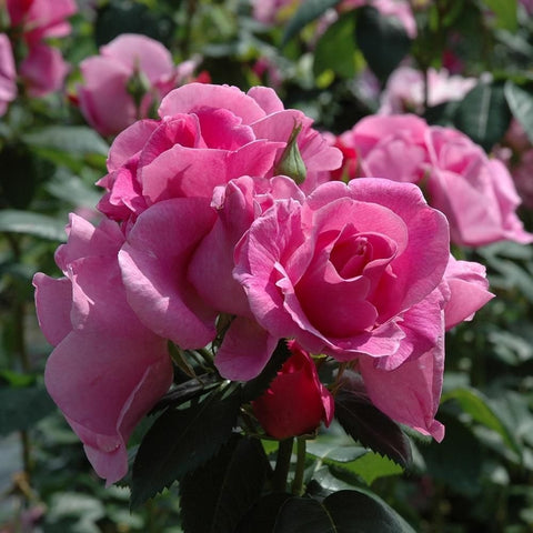 Pink rose flowers with ruffled petals and dark green leaves