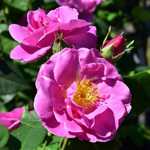 Pink rose bloom with buds and green leaves