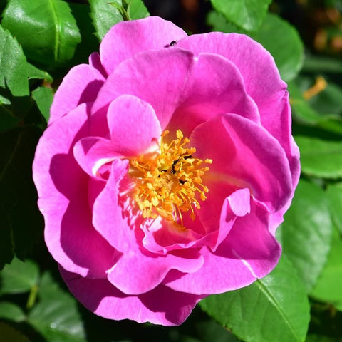 Close-up of pink rose flower with golden center and green leaves