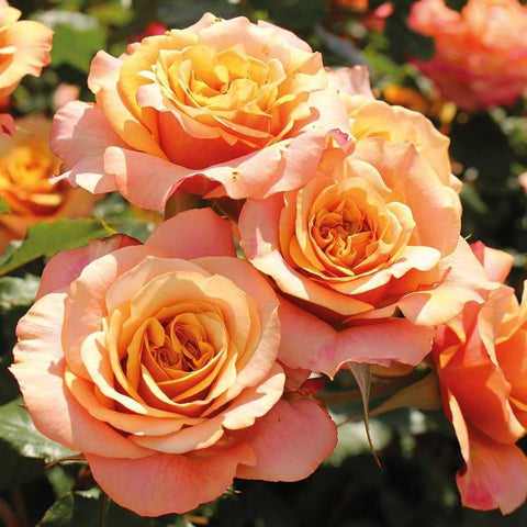 La Villa Cotta rose blooms: close-up of peach and cream layered petals with green stems