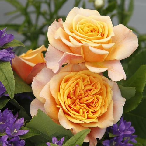La Villa Cotta rose blooms: pale yellow and peach double roses with green leaves