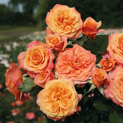 La Villa Cotta rose blooms: peach-orange double flowers with green leaves cluster