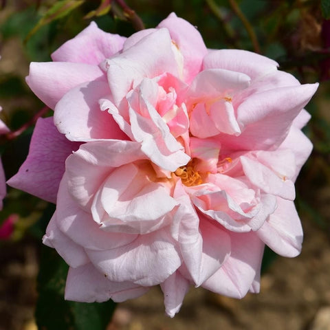 Light pink rose bloom with cream petals and ruffled center