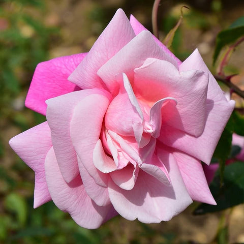 Pink rose bloom with curled white inner petals and visible stamens