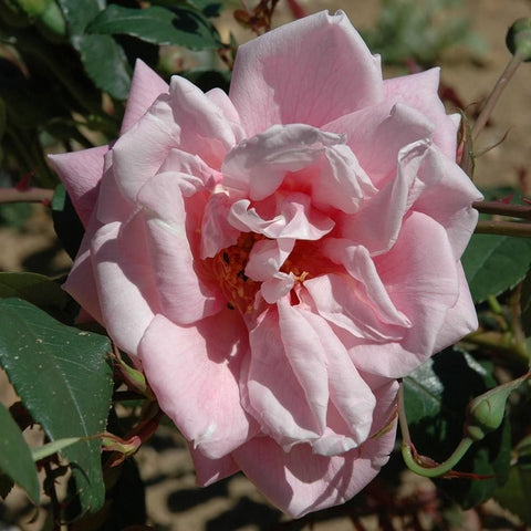 Pink and white rose bloom with ruffled petals and orange-red center
