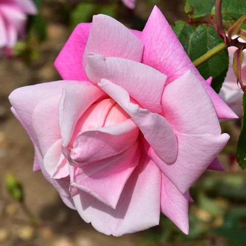 Pink and white rose flower with layered petals on green stems
