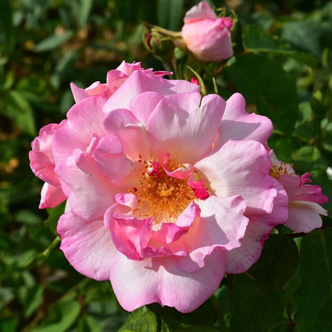 Lady Waterlow rose with pale pink petals and yellow-orange center, on green leaves.