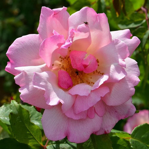 Pink rose bloom with layered petals and yellow-orange center, close-up on green leaves.