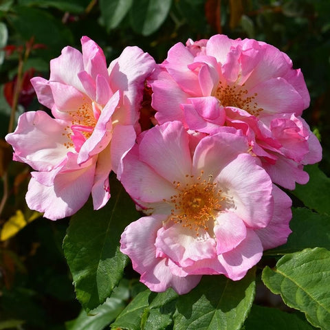 Cluster of pink rose blossoms with yellow-orange centers and green foliage.