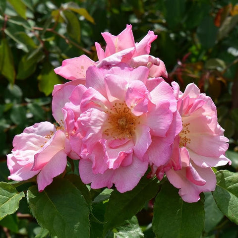 Pink rose blossom with ruffled petals and warm yellow-orange center, surrounded by leaves.