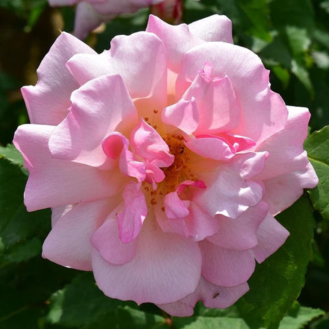 Pink and pale pink rose bloom with yellow-orange center, centered on green leaves.