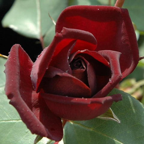 Deep red rose bloom with open spiral center and raindrop highlights