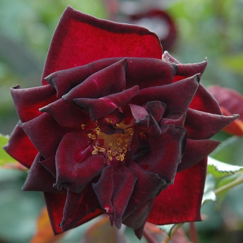 Dark red rose cluster with layered petals and visible golden stamens