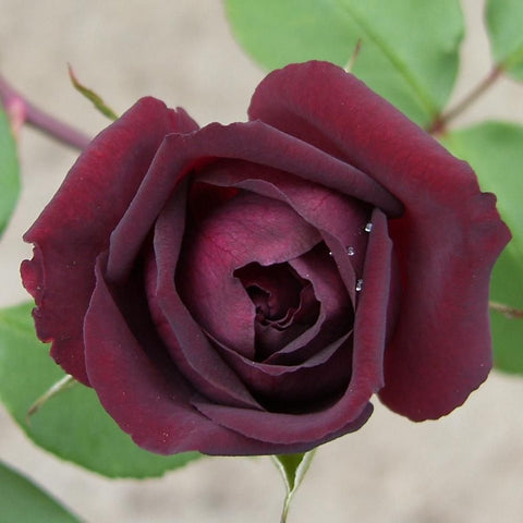 Burgundy rose bloom with tight inner spiral and dark central opening