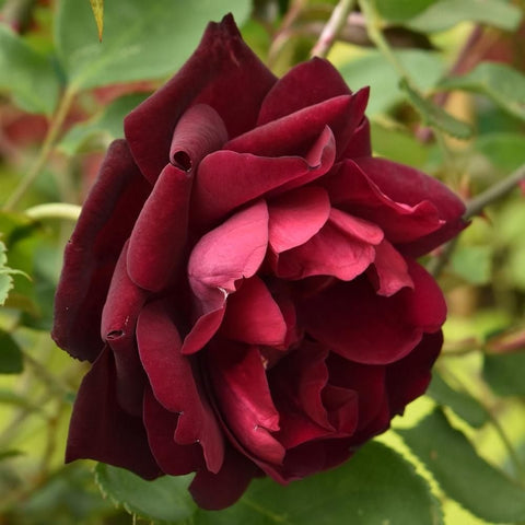 Burgundy rose flower with tightly layered petals and curled center