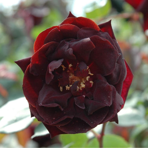 Velvety deep red rose flower with ruffled petals and yellow stamens