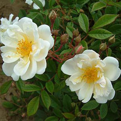 White rose blossoms with yellow centers and surrounding green leaves