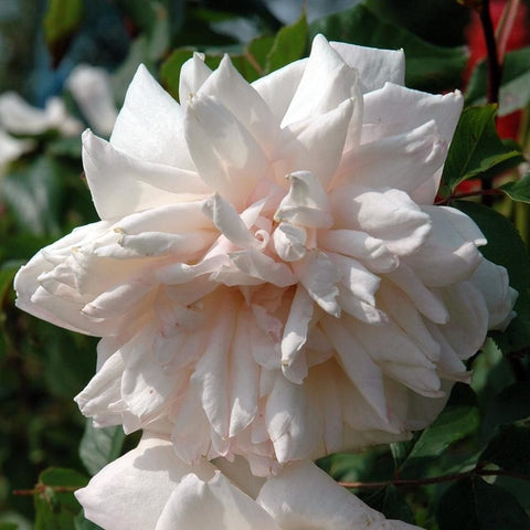 Madame Alfred Carriere rose bloom, white double petals with peach-cream center and green leaves