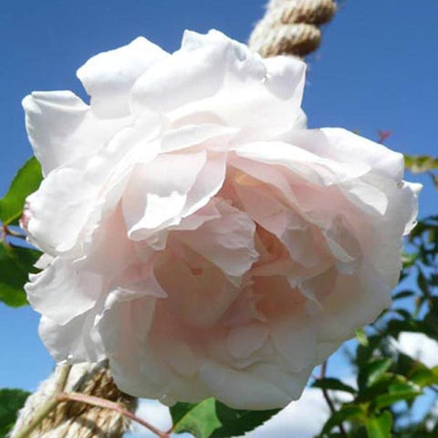 Madame Alfred Carriere rose bloom, white double petals with pale peach tones near center