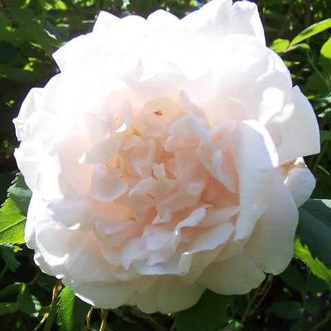 Madame Alfred Carriere rose bloom, bright white double petals with peach-yellow center