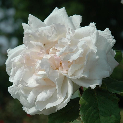 Madame Alfred Carriere rose bloom, white double petals with pale peach highlights and green leaves