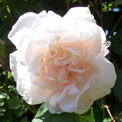 Madame Alfred Carriere rose bloom, white layered petals with soft peach center and green leaves