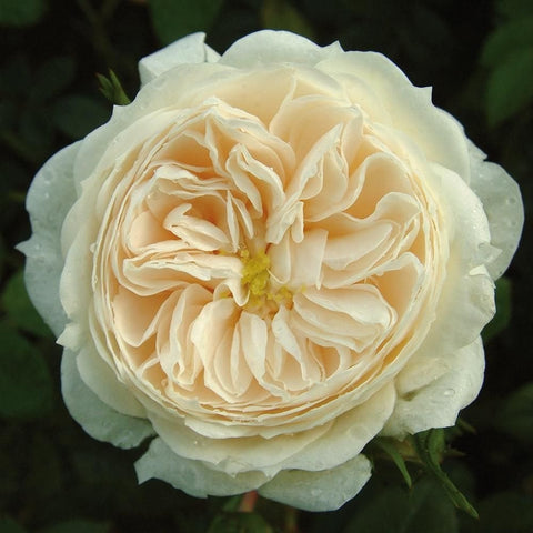Large cream rose flower with ruffled petals and yellow-gold center, green leaves nearby