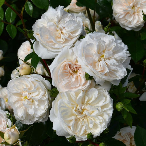 White rose blooms with soft peach centers and green foliage, showing multiple blossoms