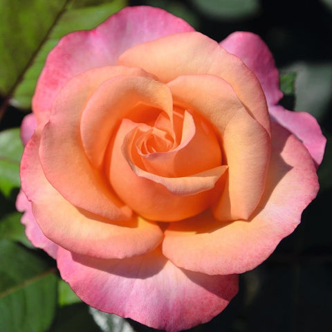 Magic Harlequin rose bloom with pink outer petals and orange center