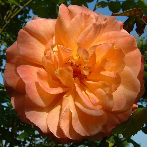 Maigold rose bloom with peach and apricot layered petals