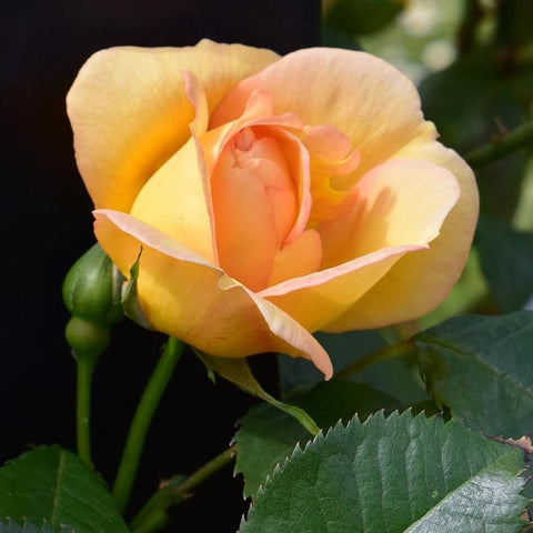 Maigold rose bloom with pale yellow petals and pink edges