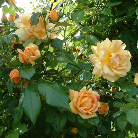 Maigold rose plant with multiple yellow and peach flowers and green leaves