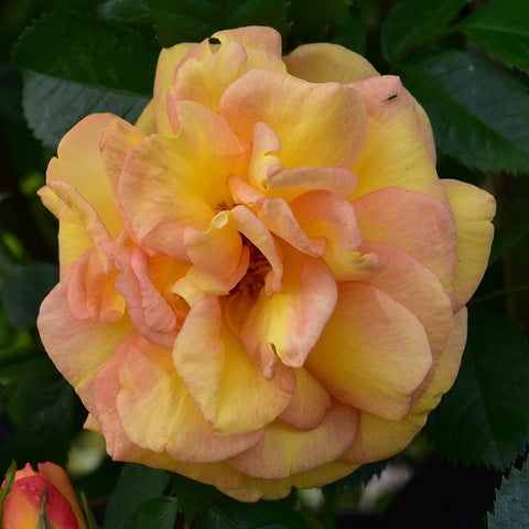 Maigold rose bloom with yellow petals blushed in pink and orange