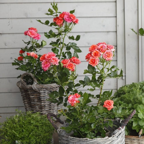 Orange-pink rose plant with multiple blossoms in a wicker planter, green foliage