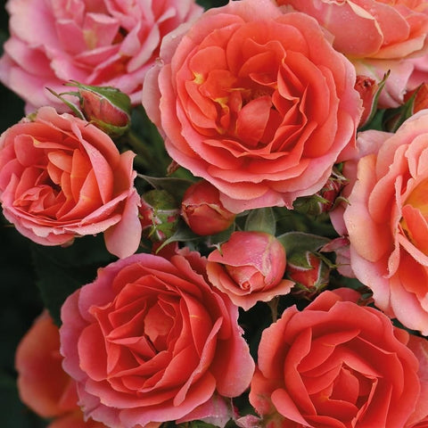 Coral-pink rose blooms with layered petals and green leaves, close-up on stems