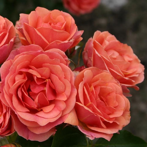 Peach-orange rose blooms with layered petals and dark-green leaves, tight close-up