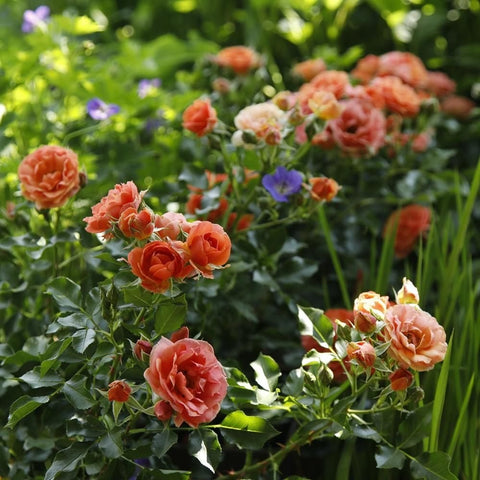 Orange rose plant with clusters of blossoms and green leaves in a garden bed