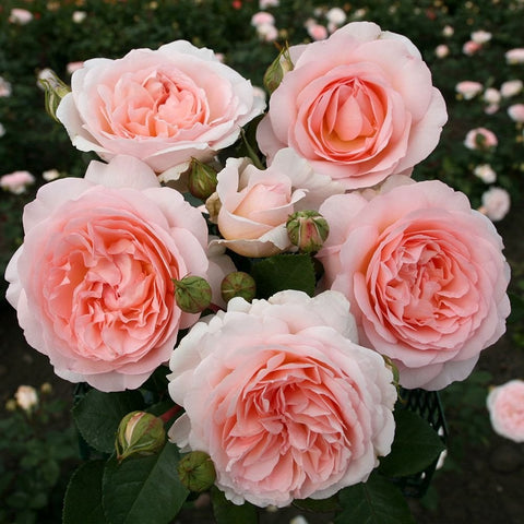 Pale pink double rose flowers with green leaves and buds