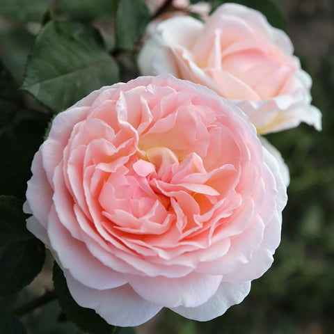 Pale pink double rose blossom with layered petals and green leaves
