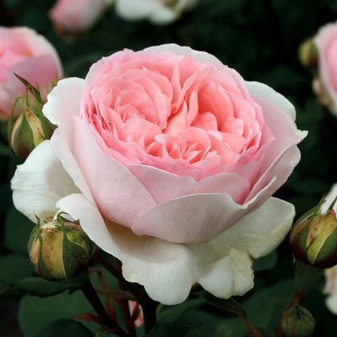 Light pink rose bloom with pointed buds and green leaves