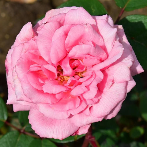 Pink double rose bloom with layered petals and yellow center, on green leaves